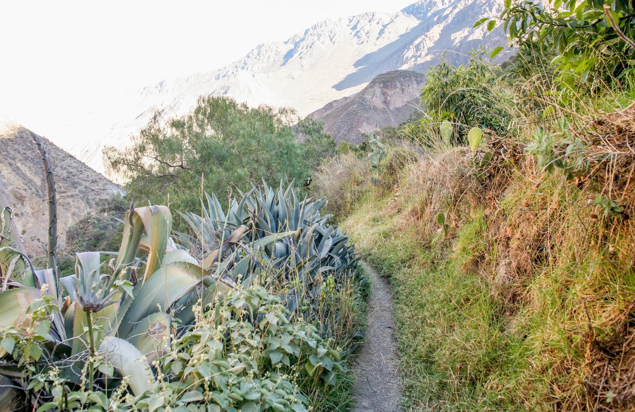 Colibri Lodge Tapay Bagian luar foto